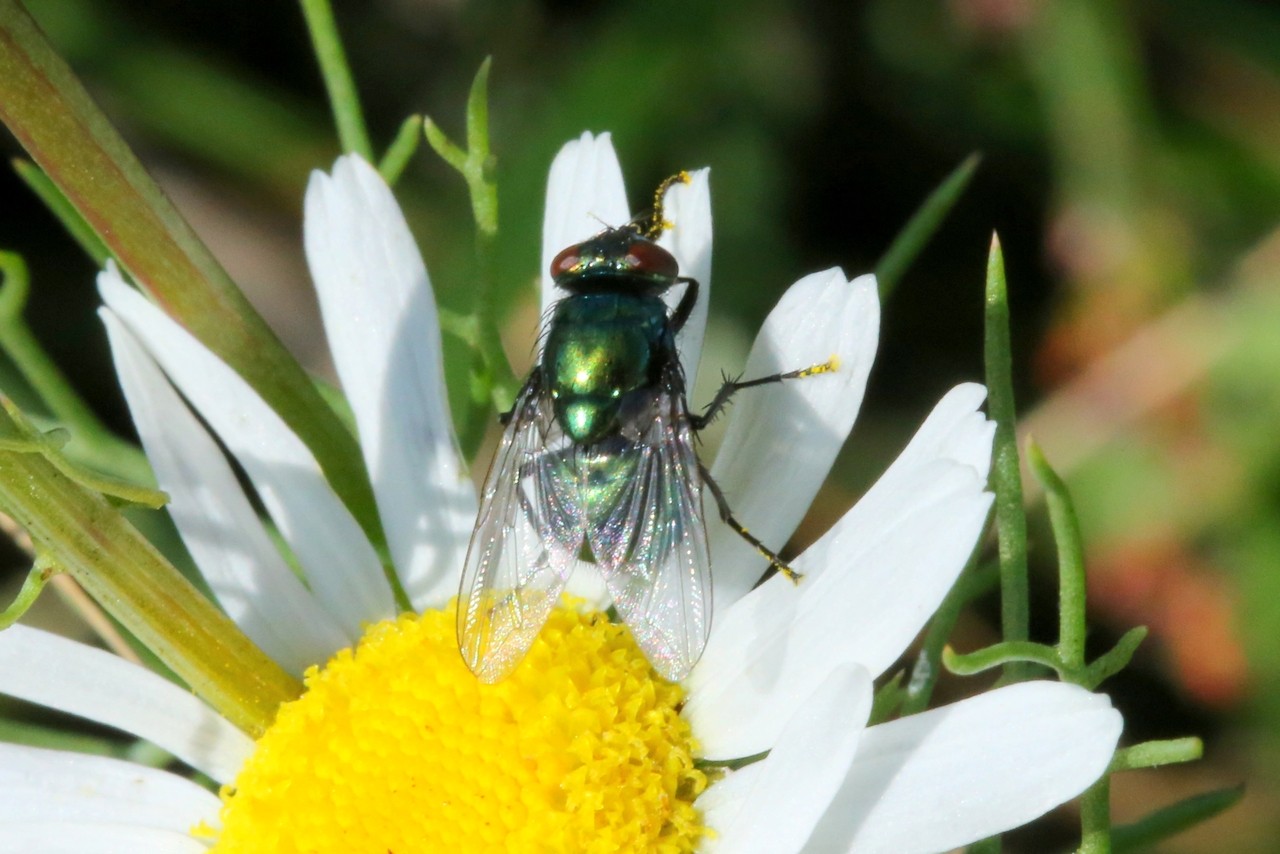 Neomyia cornicina (Fabricius, 1781) (femelle)