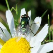 Neomyia cornicina (Fabricius, 1781) (femelle)