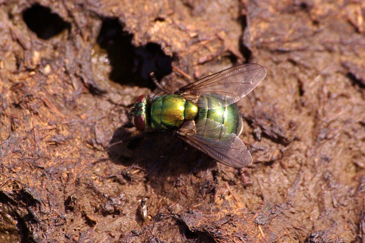 Neomyia viridescens (Robineau-Desvoidy, 1830)(femelle)