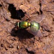 Neomyia viridescens (Robineau-Desvoidy, 1830)(femelle)