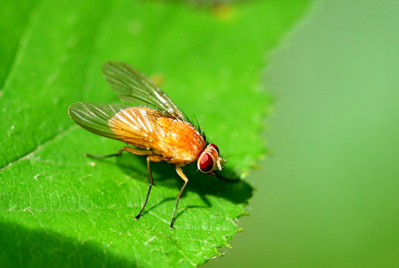 Phaonia pallida (Fabricius, 1787) - Aricie pâle (femelle)