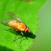 Phaonia pallida (Fabricius, 1787) - Aricie pâle (femelle)