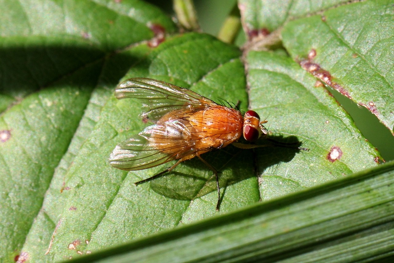 Phaonia pallida (Fabricius, 1787) - Aricie pâle (femelle)