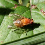 Phaonia pallida (Fabricius, 1787) - Aricie pâle (femelle)