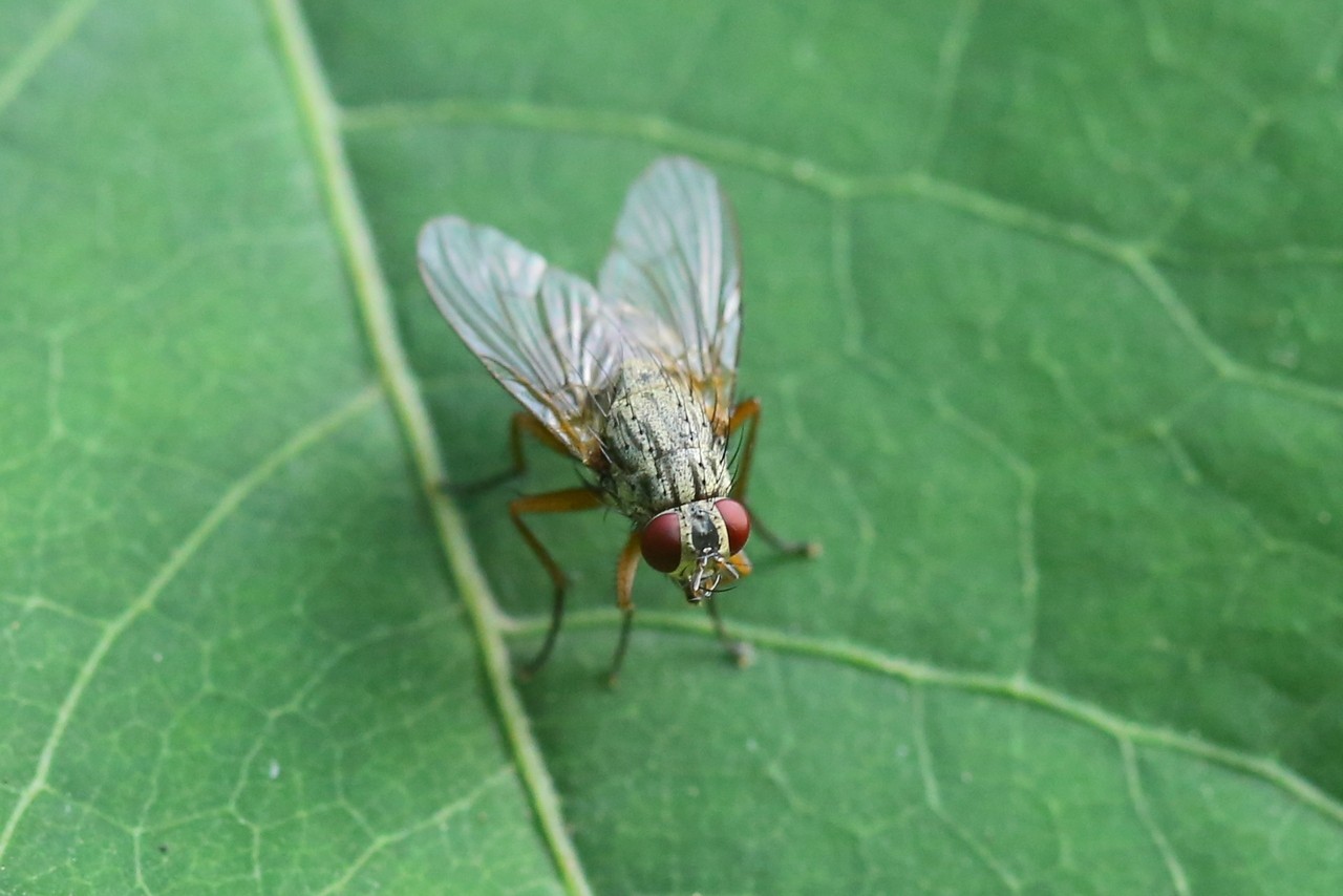 Phaonia rufipalpis (Macquart, 1835) (femelle)