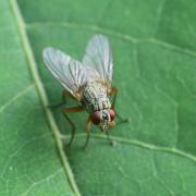 Phaonia rufipalpis (Macquart, 1835) (femelle)