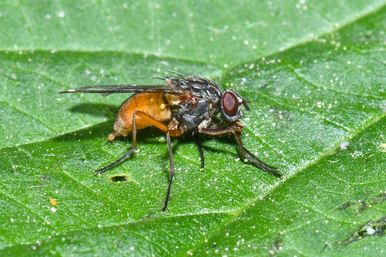 Phaonia subventa (Harris, 1780) (femelle)