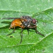 Phaonia subventa (Harris, 1780) (femelle)