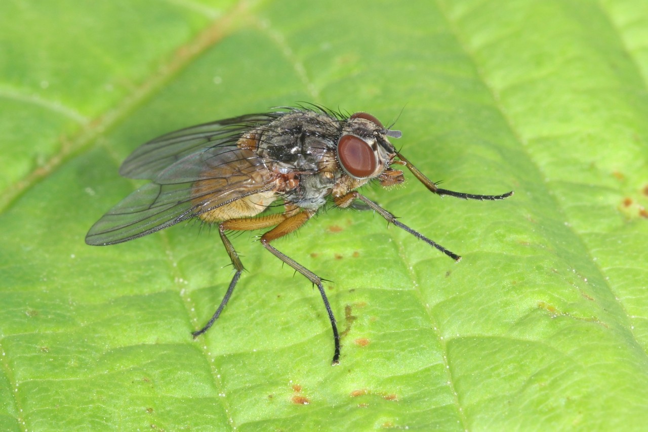 Phaonia subventa (Harris, 1780) (femelle)