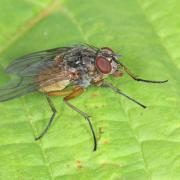 Phaonia subventa (Harris, 1780) (femelle)