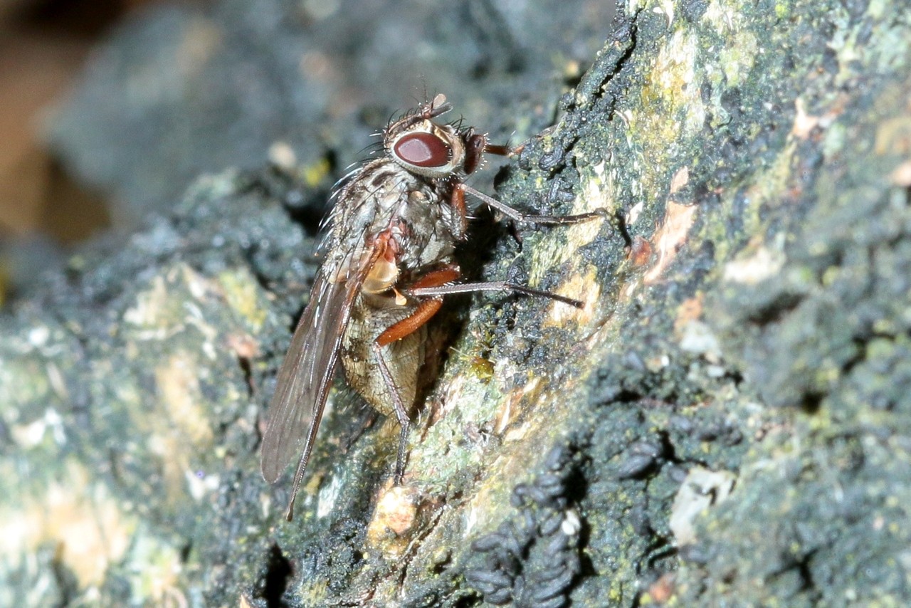 Phaonia tuguriorum (Scopoli, 1763) (femelle)