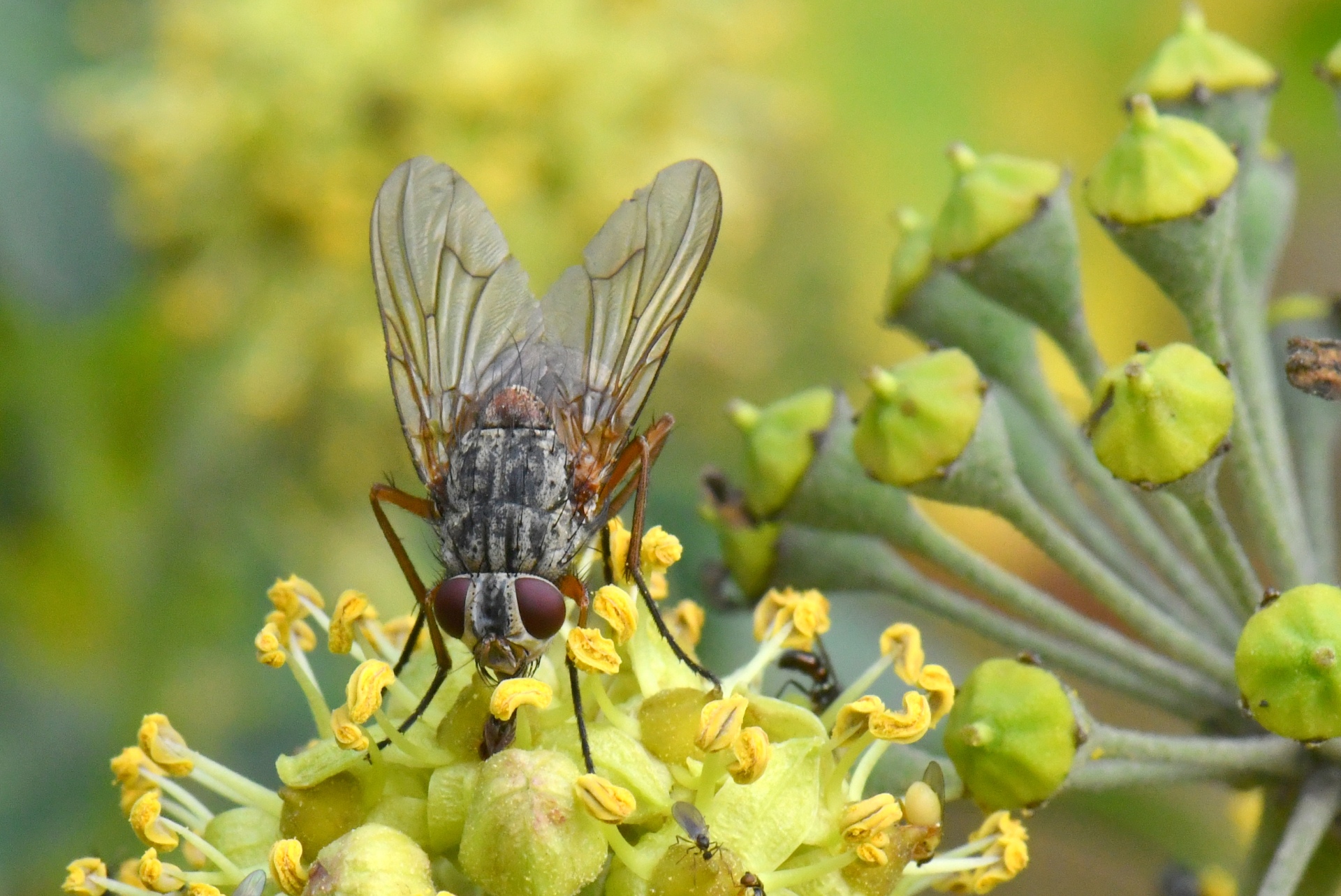 Phaonia valida (Harris, 1780) (femelle)