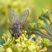 Phaonia valida (Harris, 1780) (femelle)