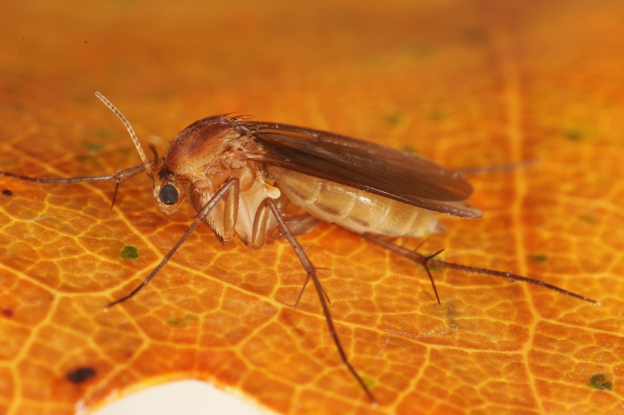 Mycetophila fungorum (De Geer, 1776)