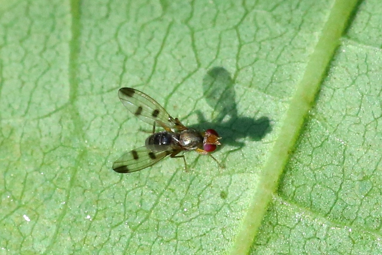 Geomyza tripunctata Fallén, 1823 - Mouche des graminées