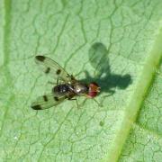 Geomyza tripunctata Fallén, 1823 - Mouche des graminées