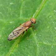 Opomyza florum (Fabricius, 1794) - Mouche jaune des céréales