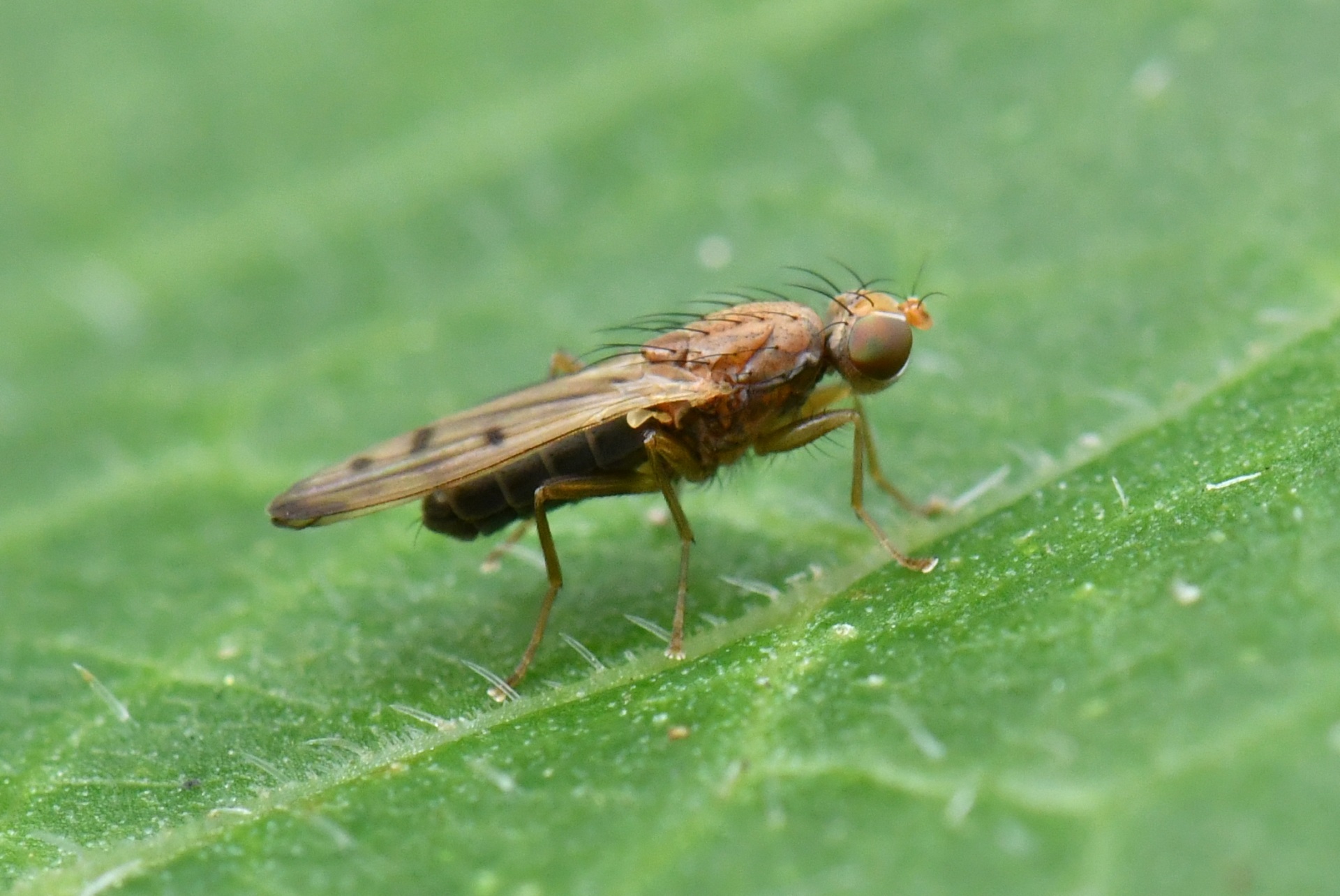 Opomyza florum (Fabricius, 1794) - Mouche jaune des céréales