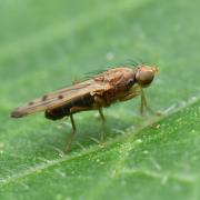 Opomyza florum (Fabricius, 1794) - Mouche jaune des céréales