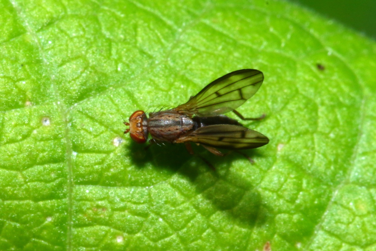 Opomyza germinationis (Linnaeus, 1758) - Opomyze des bourgeons