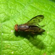 Opomyza germinationis (Linnaeus, 1758) - Opomyze des bourgeons