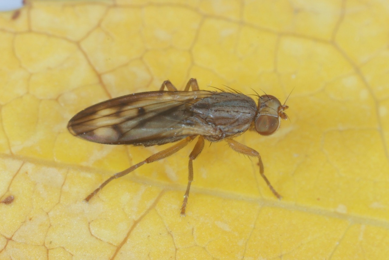 Opomyza germinationis (Linnaeus, 1758) - Opomyze des bourgeons (femelle)