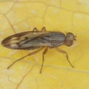 Opomyza germinationis (Linnaeus, 1758) - Opomyze des bourgeons (femelle)