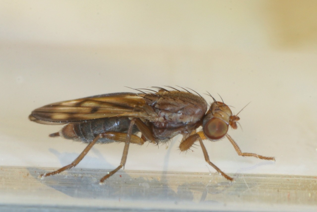 Opomyza germinationis (Linnaeus, 1758) - Opomyze des bourgeons (femelle)