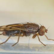 Opomyza germinationis (Linnaeus, 1758) - Opomyze des bourgeons (femelle)