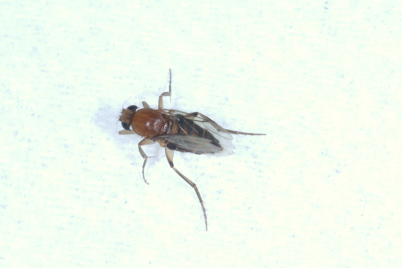 Megaselia scalaris (Loew, 1866) - Mouche des cercueils