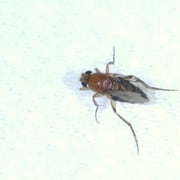 Megaselia scalaris (Loew, 1866) - Mouche des cercueils