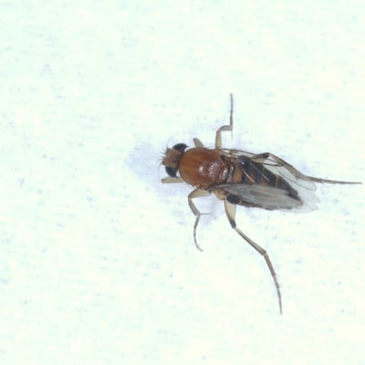 Megaselia scalaris (Loew, 1866) - Mouche des cercueils