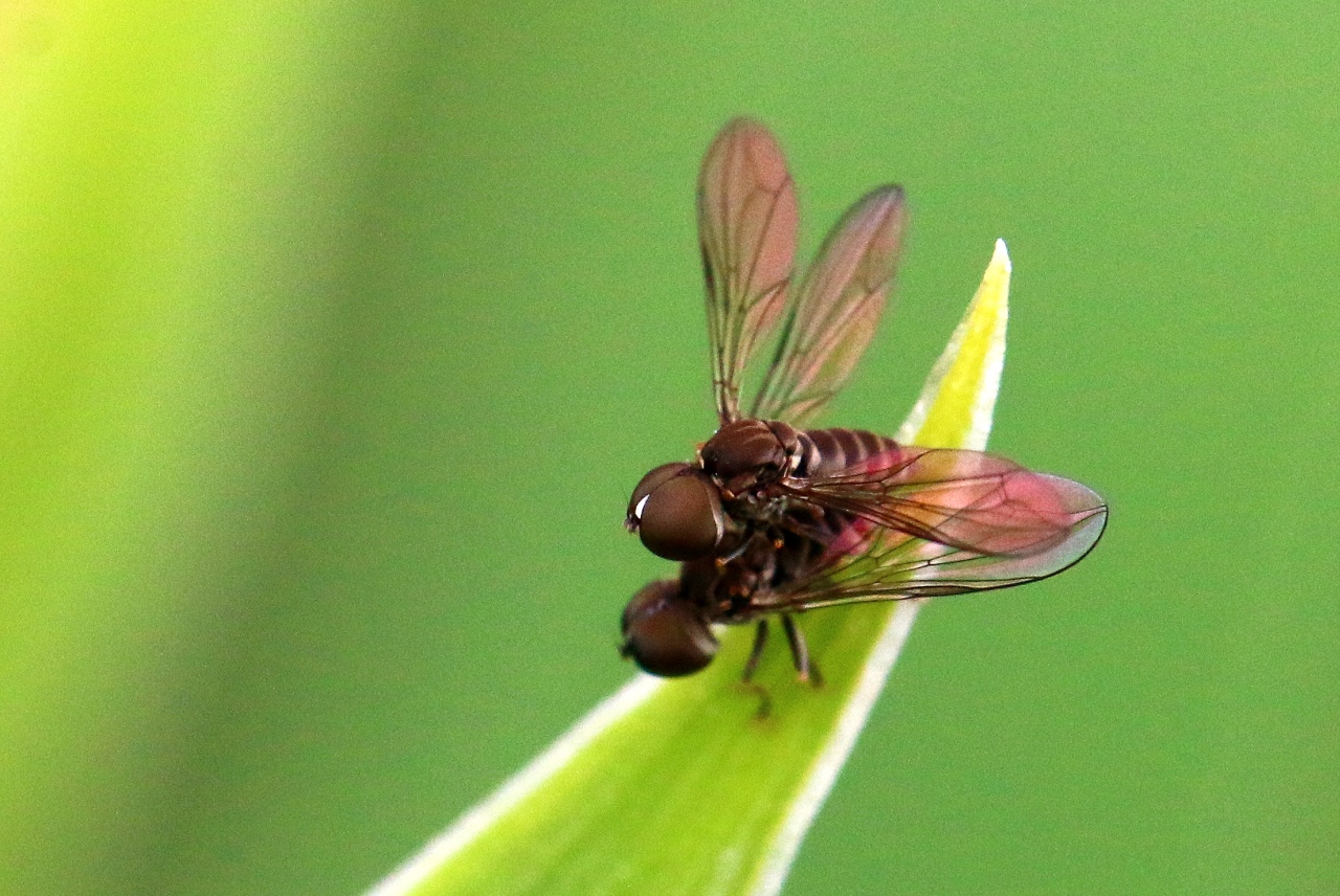 Pipunculus sp (accouplement)