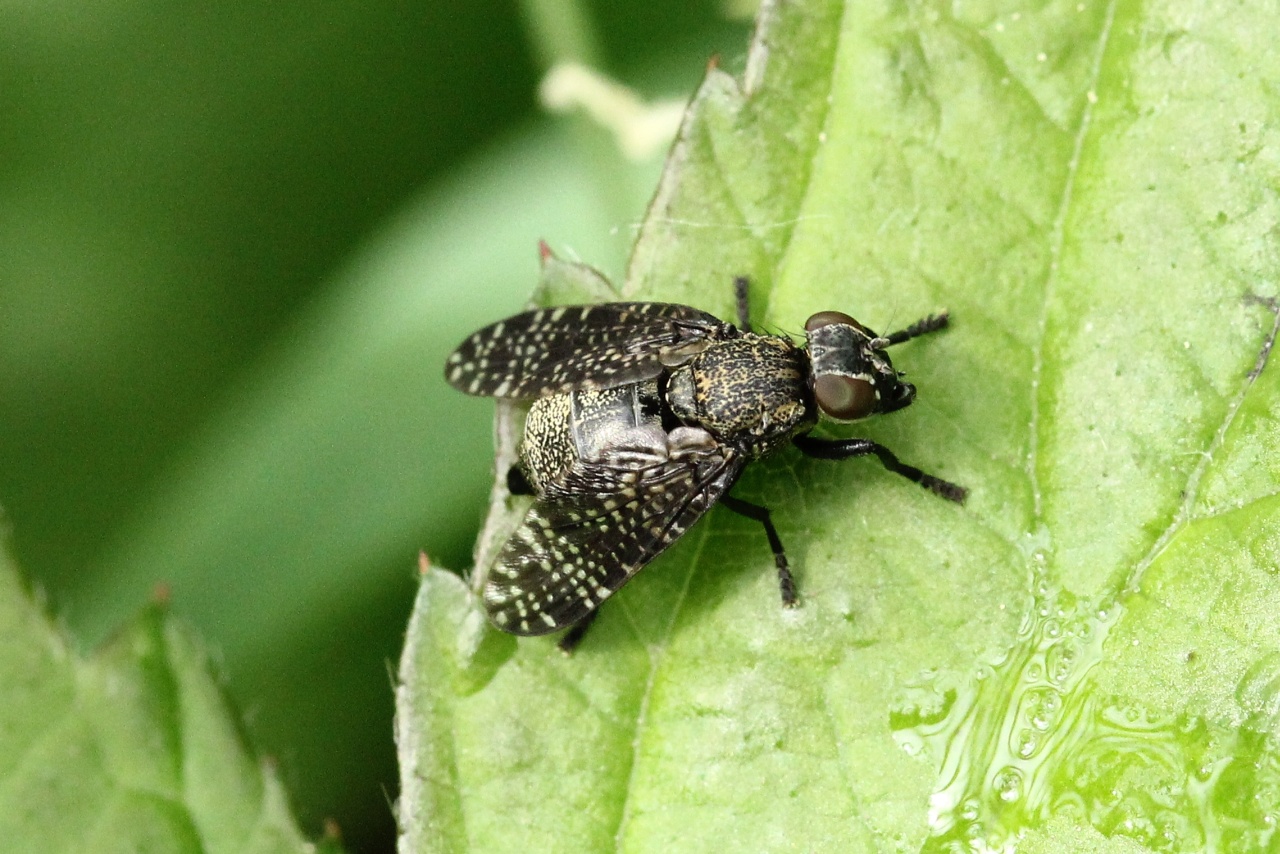 Platystoma seminationis (Fabricius, 1775) (femelle)