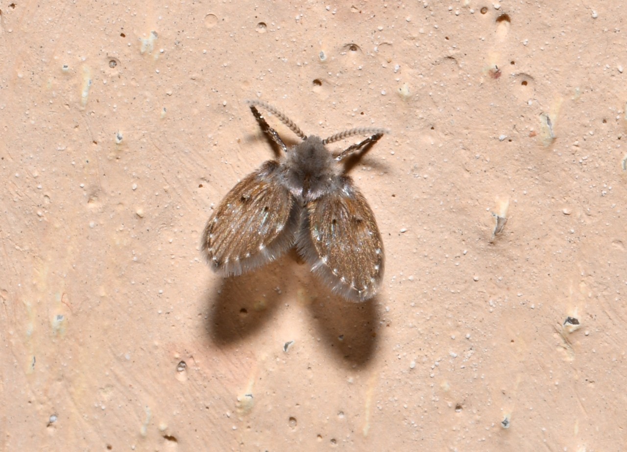 Clogmia albipunctata (Williston, 1893) - Moucheron des éviers