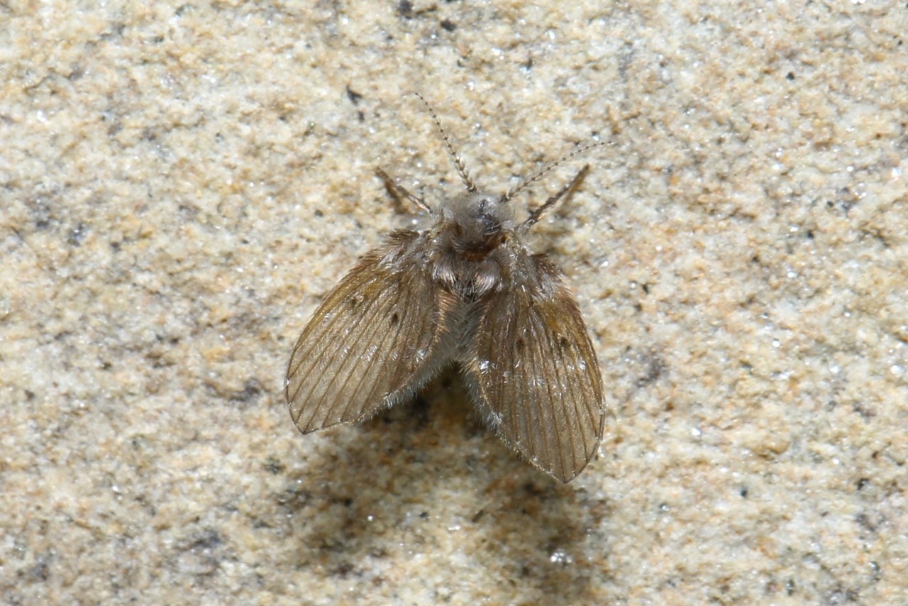 Clogmia albipunctata (Williston, 1893) - Moucheron des éviers  