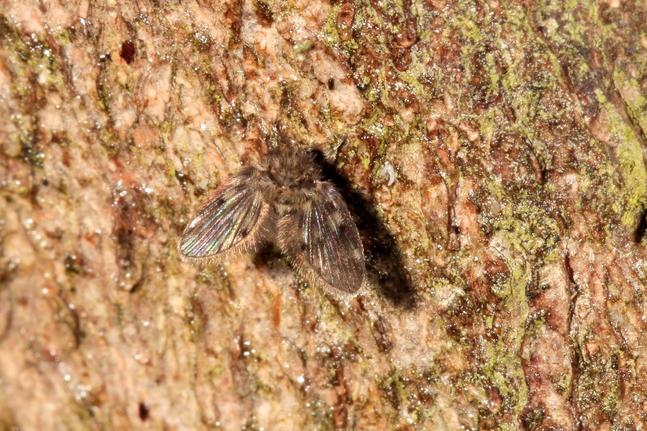 Pericoma sp 