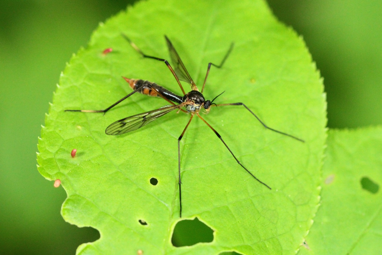 Ptychoptera albimana (Fabricius, 1787) (femelle)