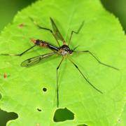 Ptychoptera albimana (Fabricius, 1787) (femelle)