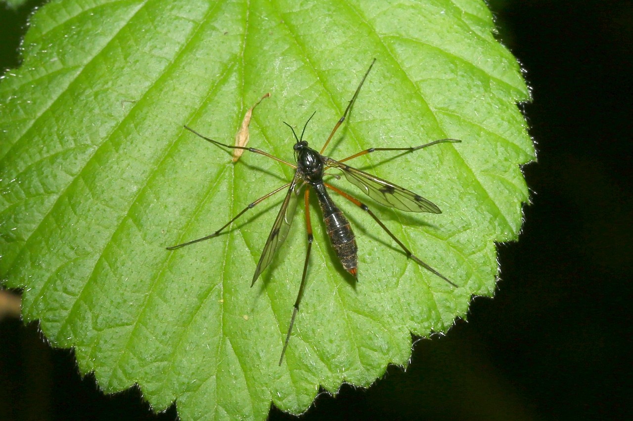 Ptychoptera contaminata (Linnaeus, 1758) - Ptychoptère souillée (femelle)