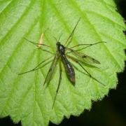 Ptychoptera contaminata (Linnaeus, 1758) - Ptychoptère souillée (femelle)