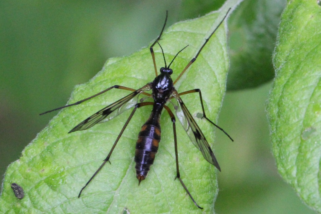 Ptychoptera contaminata (Linnaeus, 1758) - Ptychoptère souillée (femelle)