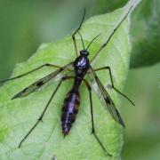 Ptychoptera contaminata (Linnaeus, 1758) - Ptychoptère souillée (femelle)