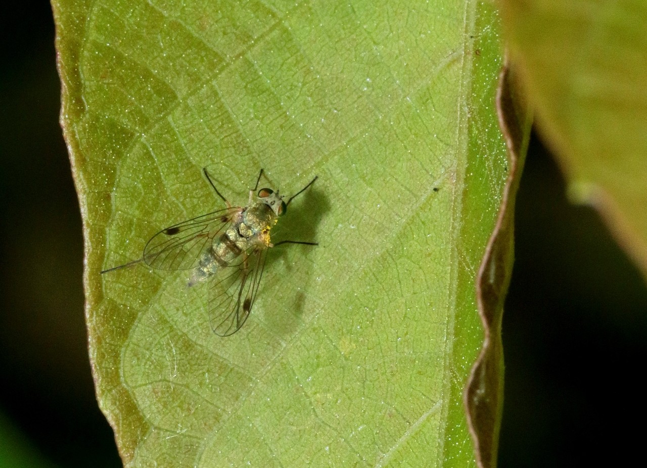 Chrysopilus asiliformis (Preyssler, 1791) (femelle) 