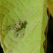 Chrysopilus asiliformis (Preyssler, 1791) (femelle) 