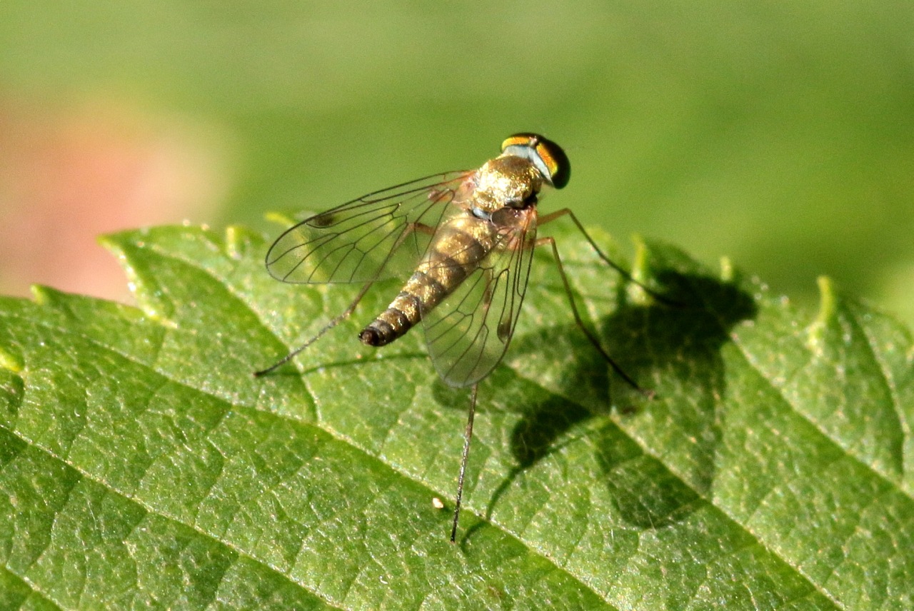 Chrysopilus asiliformis (Preyssler, 1791) (mâle) 