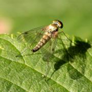 Chrysopilus asiliformis (Preyssler, 1791) (mâle) 