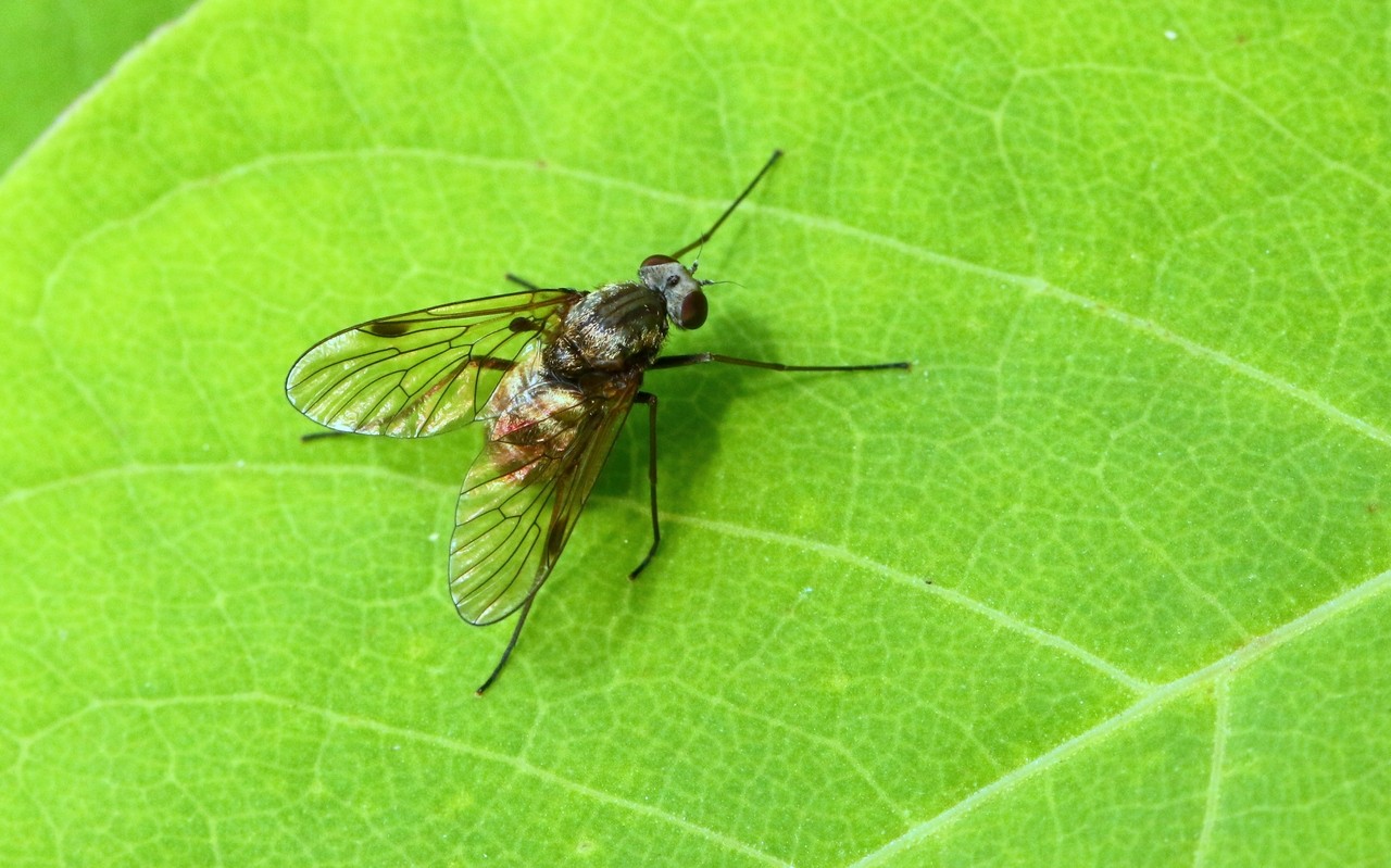 Chrysopilus cristatus (Fabricius, 1775) - Chrysopile doré (femelle) 