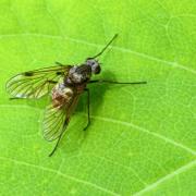 Chrysopilus cristatus (Fabricius, 1775) - Chrysopile doré (femelle) 