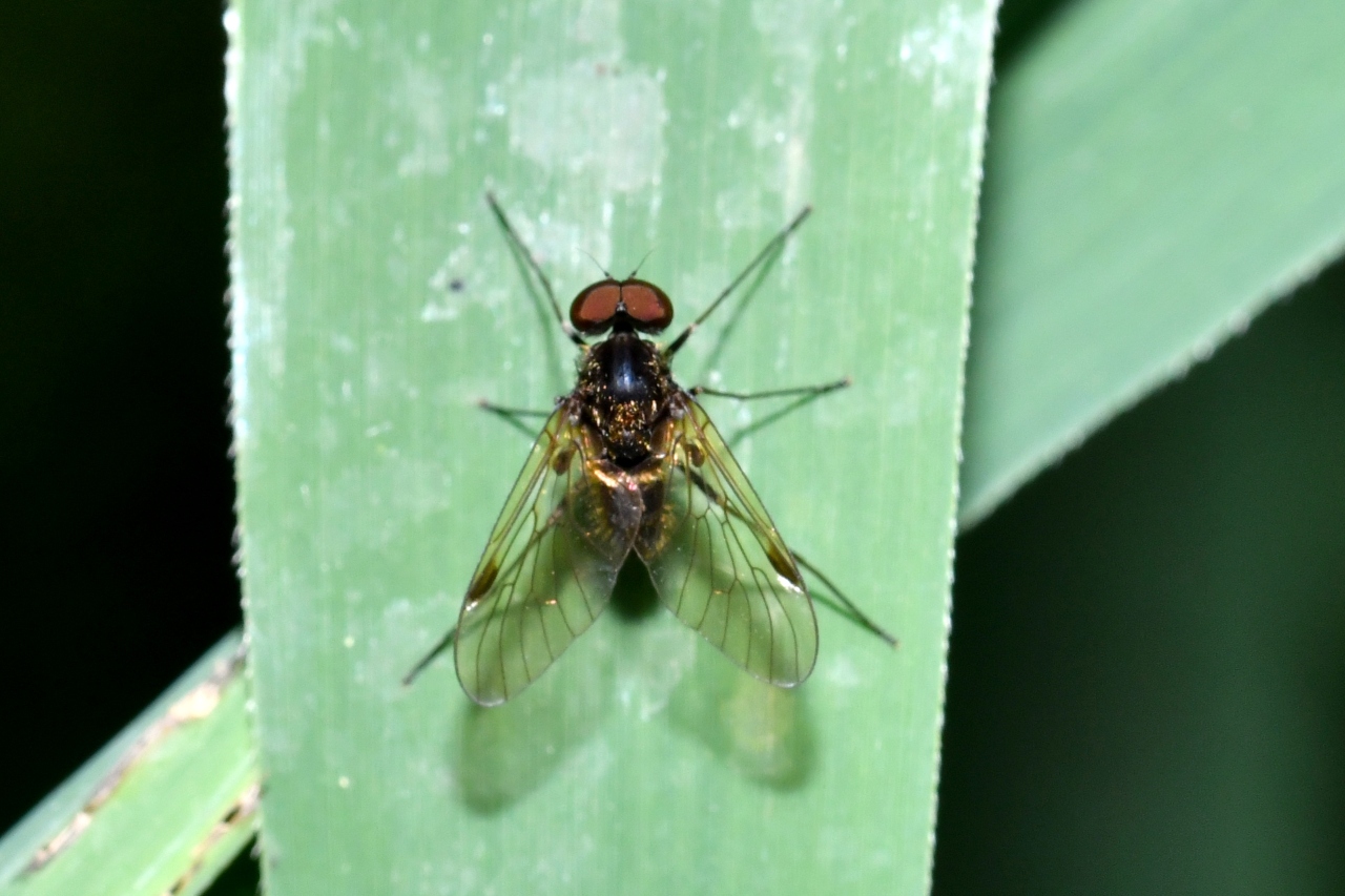 Chrysopilus cristatus (Fabricius, 1775) - Chrysopile doré (mâle)